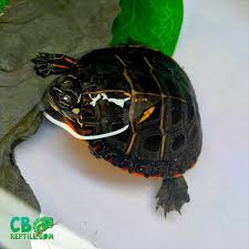 Midland painted turtles get up to 5 to 9 inches. Aquatic Turtles For Sale Near Me Baby Turtles For Sale Online Water Turtles Eastern Painted Turtle Turtles For Sale Baby Turtles For Sale