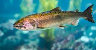 steelhead salmon fish facts