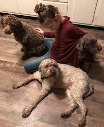 Find a lagotto romagnolo puppy from reputable breeders near you and nationwide. Northwoods Lagotto 179 Photos Pet Breeder Groveland Mine Rd Felch Mi 49831