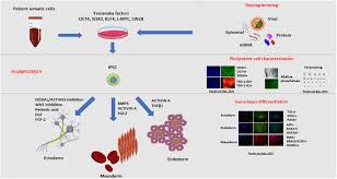 Frontiers Organs To Cells And Cells To Organoids The