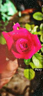 rose flower hd wallpaper oy590844 picxy