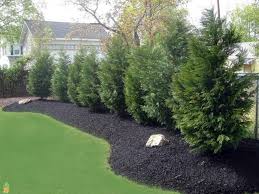7 Fast Growing Evergreen Trees For Your