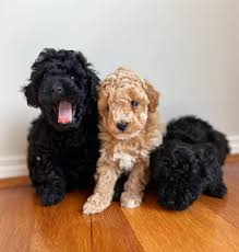 poodle in victoria pets gumtree