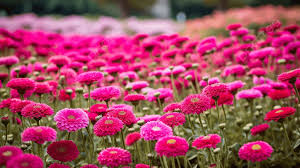 pink flowers background flower bed