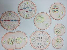 Mitosis begins with prophase, in which the chromatin coils up and condenses into compact structures called. Pin On School