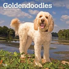 goldendoodle dog lover gifts décor