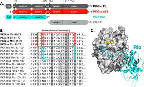 Camp hill plaza apartment homes. An N Terminally Truncated Form Of Cyclic Gmp Dependent Protein Kinase Ia Pkg Ia Is Monomeric And Autoinhibited And Provides A Model For Activation Journal Of Biological Chemistry