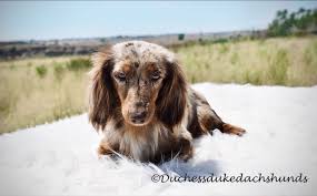 dachshund puppies breeder texas mini
