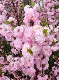 It's consumed in many forms, including as a ground spice, caramelised, pickled, infused into tea or baked into cakes and biscuits. Almond Flowers Are Better Than Cherry Blossoms Imo Ontario