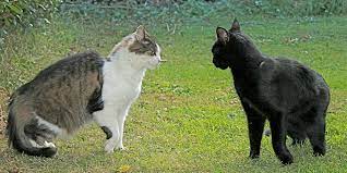 Why do pet cats attack their owners? Aggression Between Cats International Cat Care