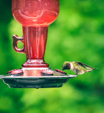 hummingbird nectar recipe everyday