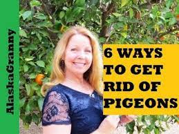 6 Ways To Get Rid Of Pigeons You