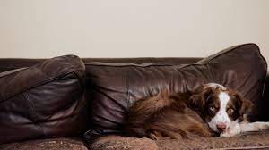 couch fabrics for pet owners