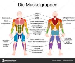 Male Muscle Diagram Muscle Diagram German Text Male Body