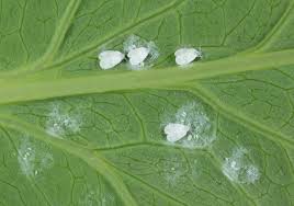 Whitefly How To Identify And Get Rid