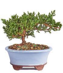 anese juniper bonsai tree at from