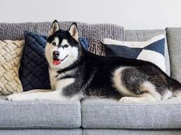 14 Pet Friendly Couches In 2024 Best