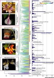 Botanical Monography In The