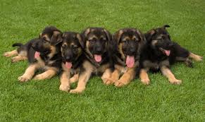 Chart To Measure Growth Rate Of Your German Shepherd