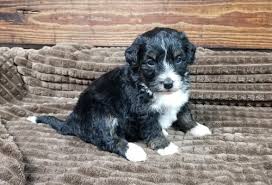 We import our bernese mountain dogs from hungary and ukraine with champion lines to ensure the highest quality. The Best Parrots In The World Bernedoodle Puppies For Sale In Il