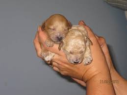 tiny toy poodle puppies in
