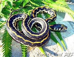 It is found predominantly in central texas, with disjunct populations in kansas and south dakota. Eastern Blackneck Garter Snake Snake Snake Lovers Texas Snakes