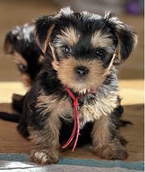 yorkshire terrier dogs and puppies for
