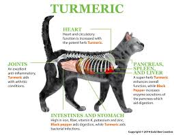 turmeric for cats the purrington post