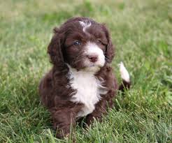 Striving to be the best mini labradoodle breeders, dr. Chocolate Labradoodle Puppies