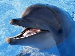 dolphin underwater teeth