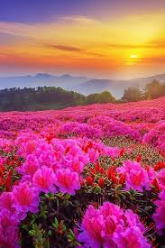 flower scenery images free