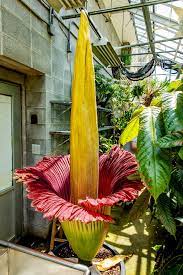 Corpse flower (amorphophallus titanum) corpse flower is the largest and most unusual flower in the world. Corpse Flower Blooms For The First Time At Tennessee S Sewanee University