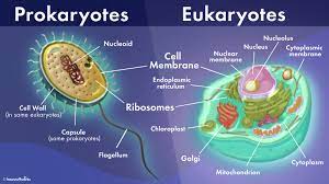 prokaryotic vs eukaryotic cells what