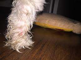 my dog has a red p on his leg that