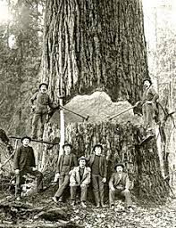 Image result for giant fir trees