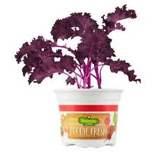 Purple Kale Bonnie Plants Kale