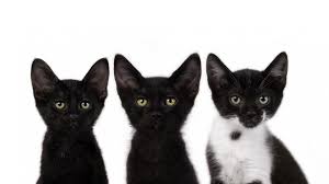 three small black cat wallpaper