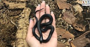 baby mexican black kingsnakes as pets
