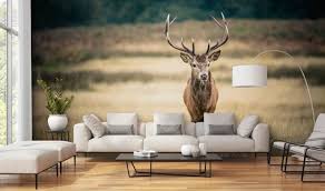 Stag Wallpaper Deer Wallpaper