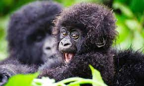 uganda safari gorilla tours