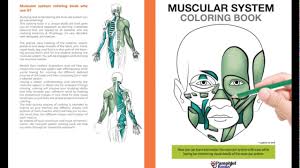 Orientation and introduction chapter 2: Muscular System Coloring Book Youtube