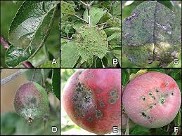 elmalarda memeli pas hastalığı ile ilgili görsel sonucu