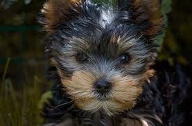 best food for yorkie puppies by age
