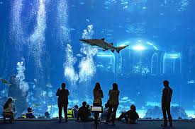 visitar poema del mar aquarium en