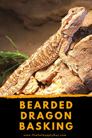 Best Basking Light For Bearded Dragons Complete Guide In 2020 Bearded Dragon Bearded Dragon Supplies Dragon