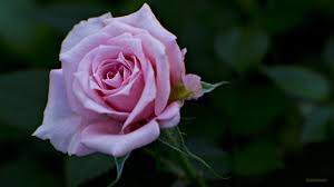 Image result for images of rose hd