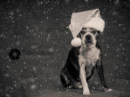 Business, commercial and pet photographers. Mtl Pet Photography On Twitter Boxing Day Sale Me Assisting Your Photoshoot Https T Co Xkvkdznfsa Bostonterrier Dog Animal Pet Petphotography Petportraiture Dogportrait Pets Adorableanimal Adorablepets Https T Co Eel9foclqv