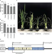 Frontiers Photosynthesis In Rice Is