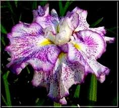 Znalezione obrazy dla zapytania Irys Japoński Iris ensata