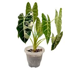 house plants air purifying indoor